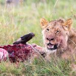 The Cheapest Way to Visit Masai Mara in 2026