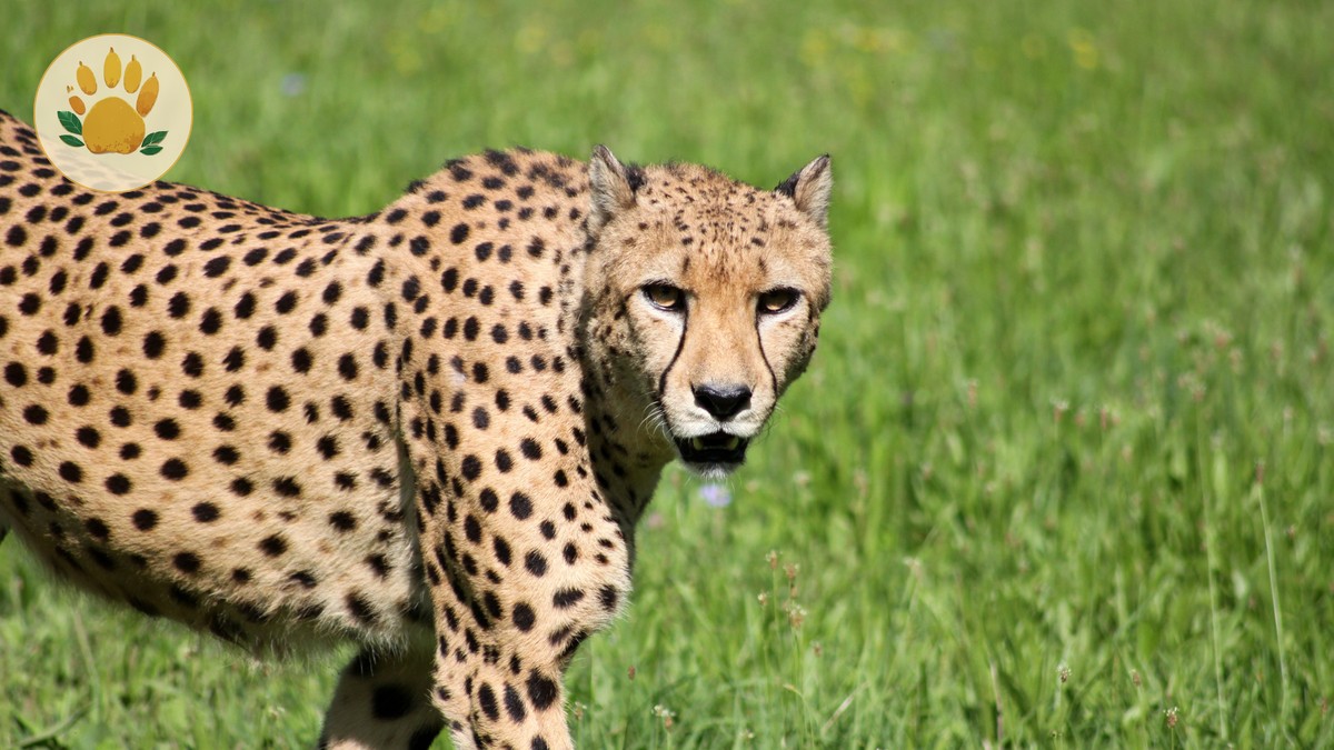 The Cheapest Way to Visit Masai Mara in 2026 - photo 2