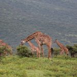 Chyulu Hills Safari Guide: Kenya's Underrated Park