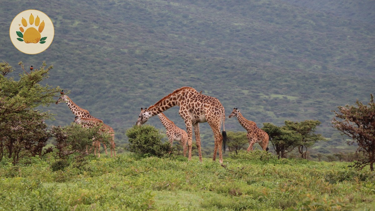 Chyulu Hills Safari Guide: Kenya's Underrated Park