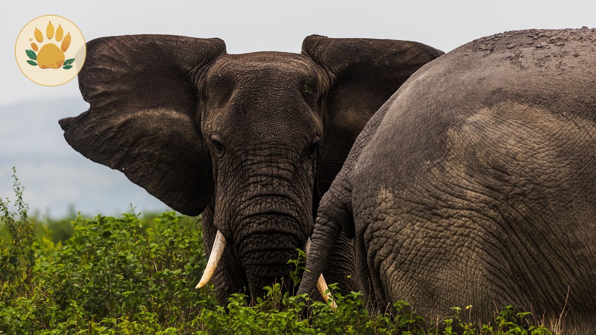 Chyulu Hills Safari Guide: Kenya's Underrated Park - photo 2