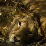 Cost of Drinks and Alcohol on a Kenya Safari (2026)