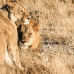 Do Lions Live in Lake Nakuru? Honest Sighting Odds