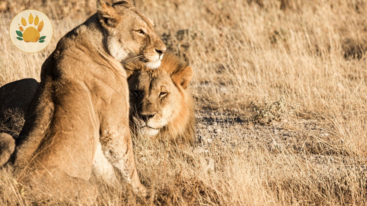 Do Lions Live in Lake Nakuru? Honest Sighting Odds