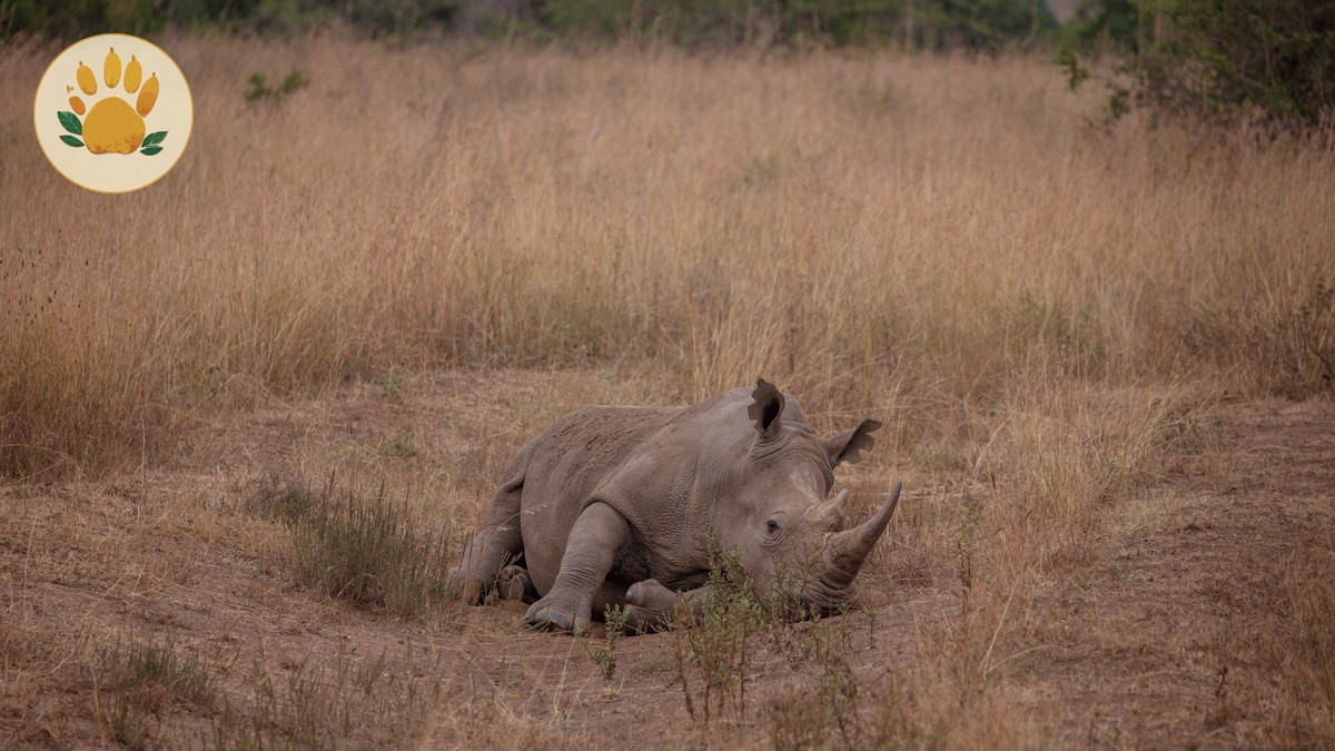 Do Lions Live in Lake Nakuru? Honest Sighting Odds - photo 2