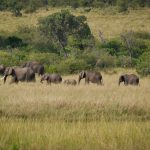 Can You Drink Tap Water on a Kenya Safari?