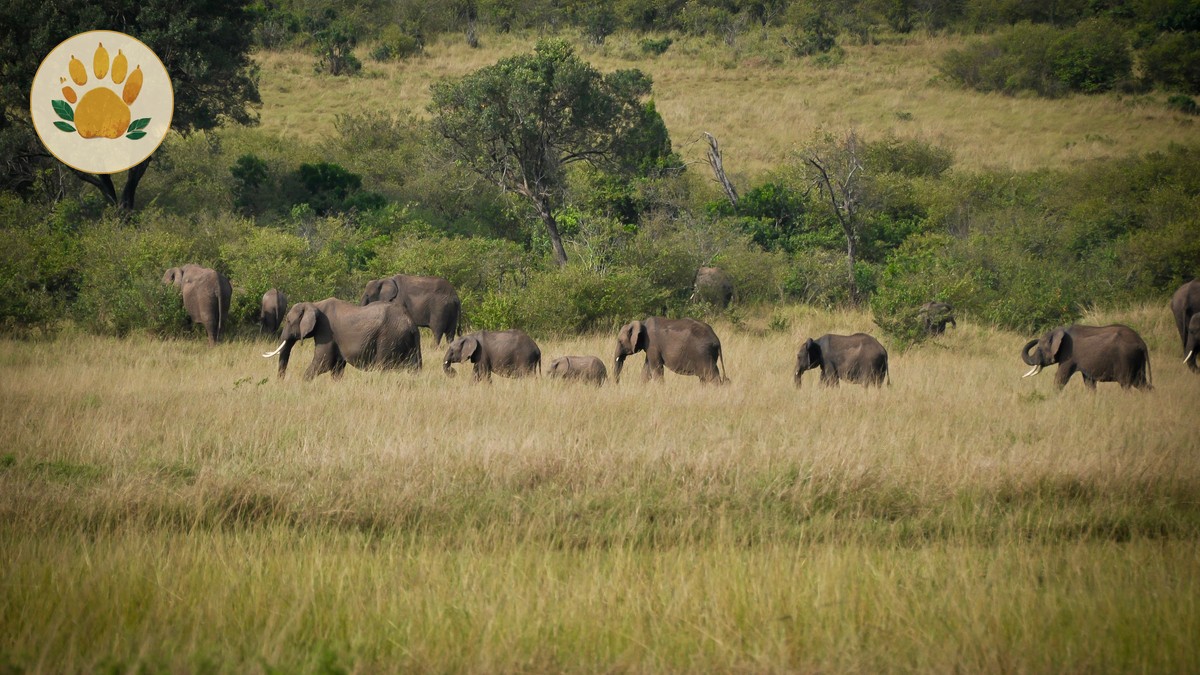 Can You Drink Tap Water on a Kenya Safari?