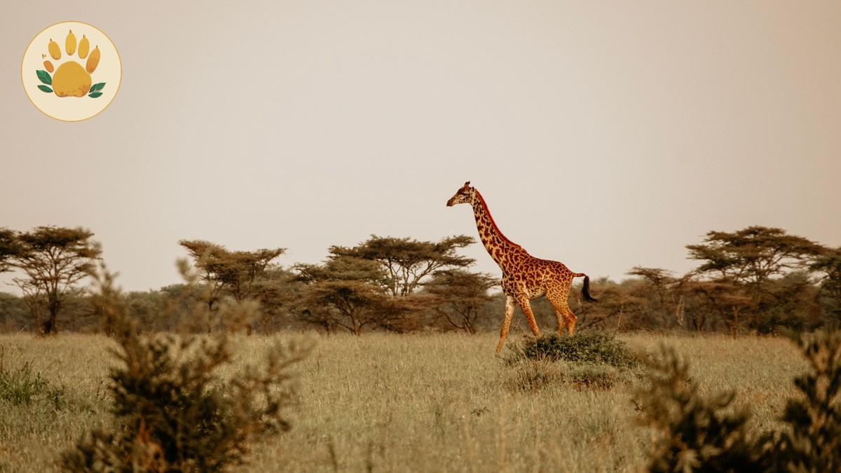 Can You Drink Tap Water on a Kenya Safari? - photo 1