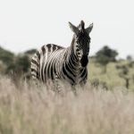El Molo Tribe, Lake Turkana: Kenya's Smallest Tribe