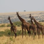 Best eSIM Data Plan Kenya Safari Trips Need