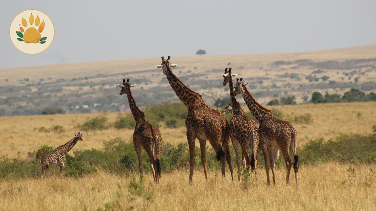Best eSIM Data Plan Kenya Safari Trips Need
