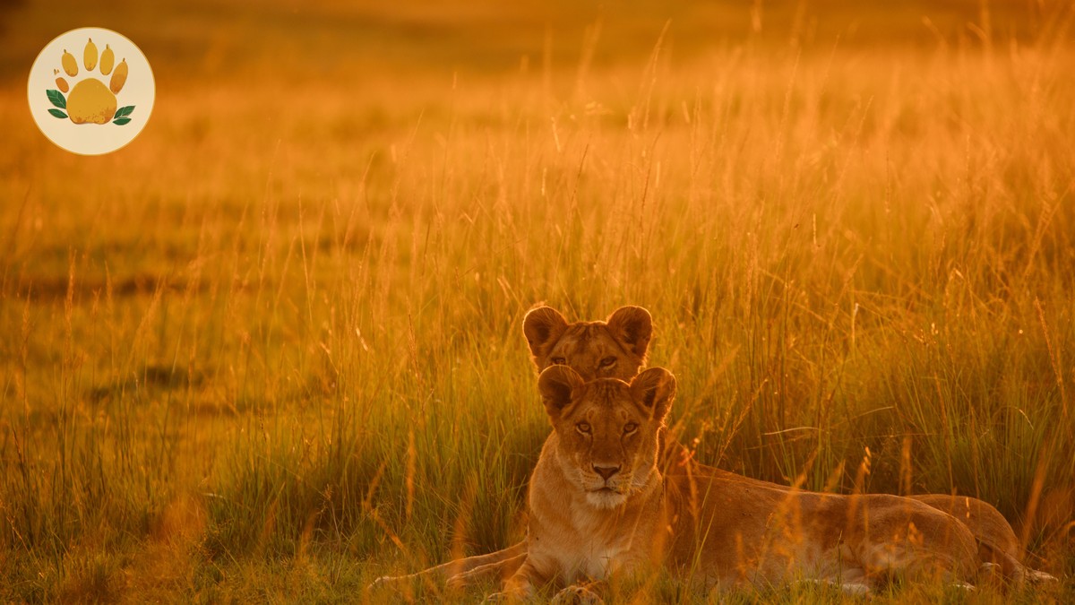 Best eSIM Data Plan Kenya Safari Trips Need - photo 1