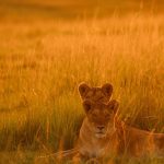 Evening Dress Code for a Safari Dinner in Kenya