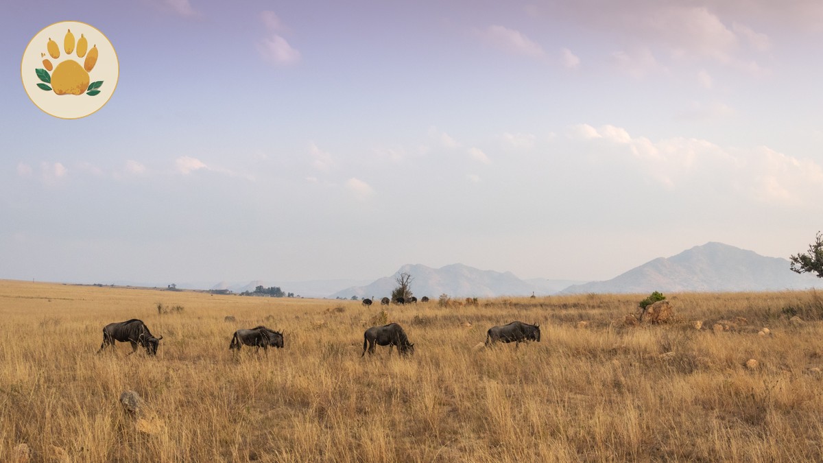 Evening Dress Code for a Safari Dinner in Kenya - photo 1