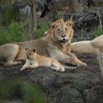 Family Safari Lodge Connecting Rooms in Kenya