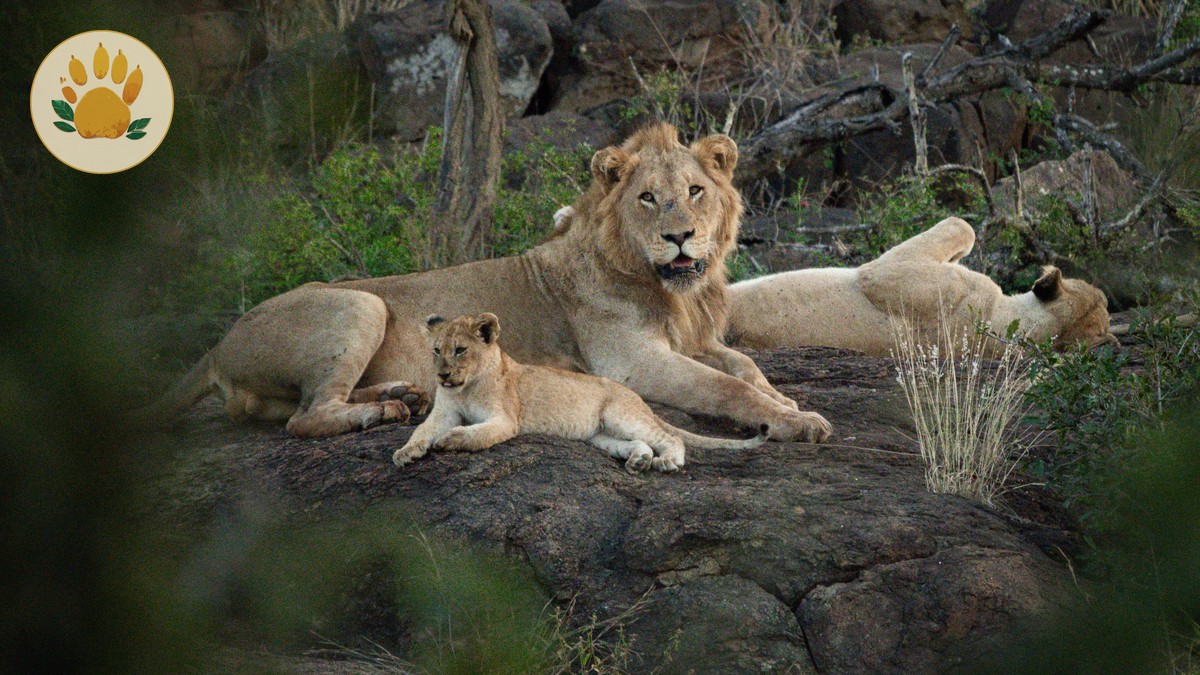 Family Safari Lodge Connecting Rooms in Kenya