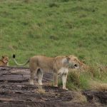 Flying vs Driving to Masai Mara: Which Is Right for You?