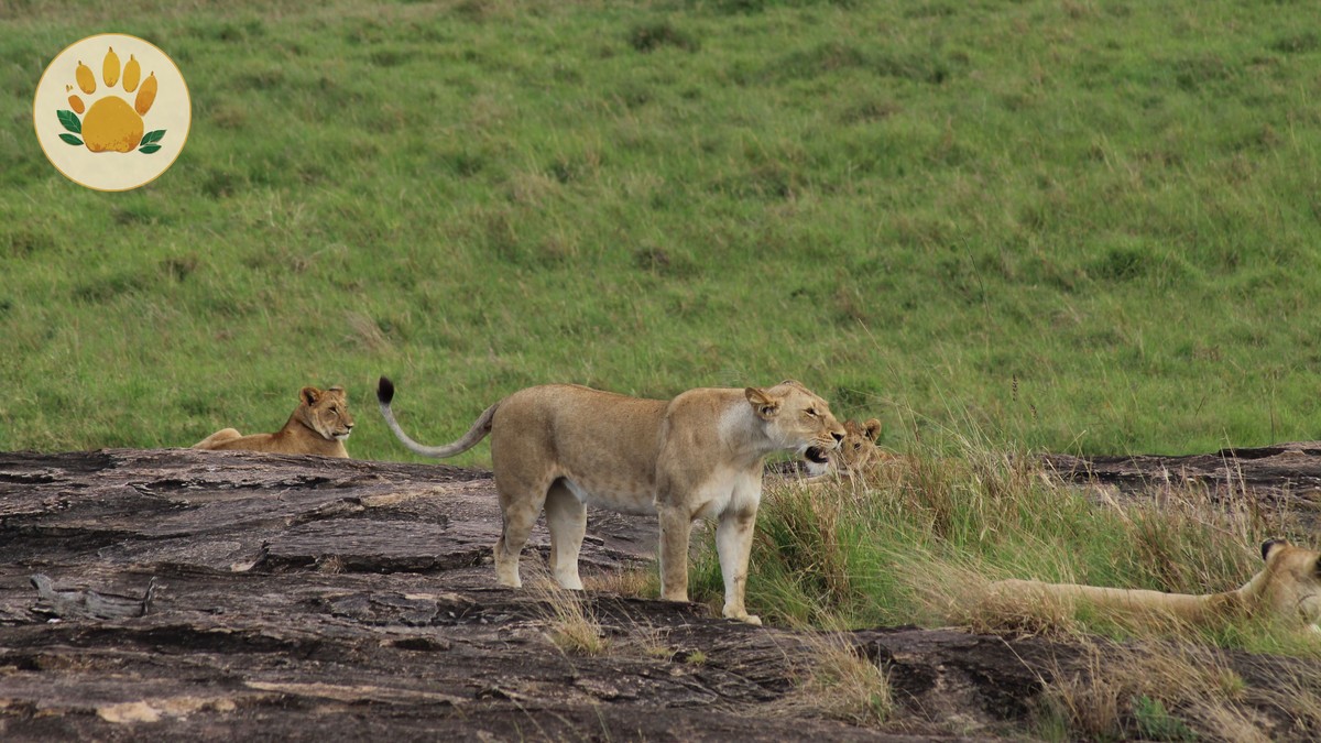 Flying vs Driving to Masai Mara: Which Is Right for You?