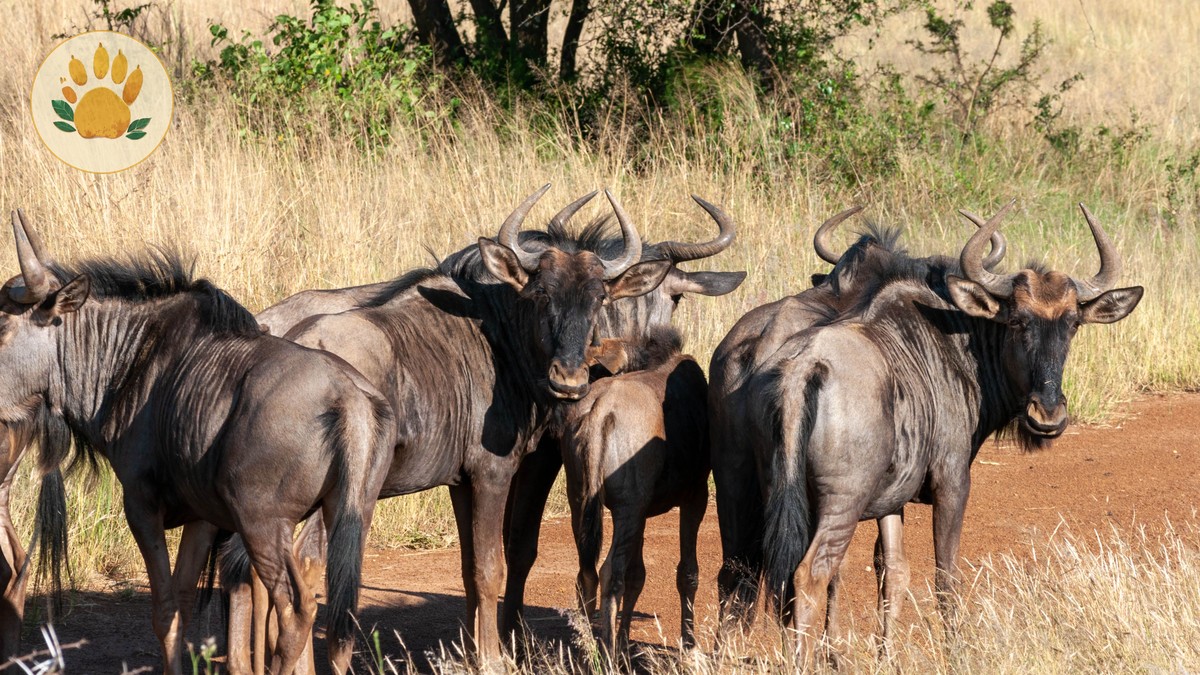 Flying vs Driving to Masai Mara: Which Is Right for You? - photo 1