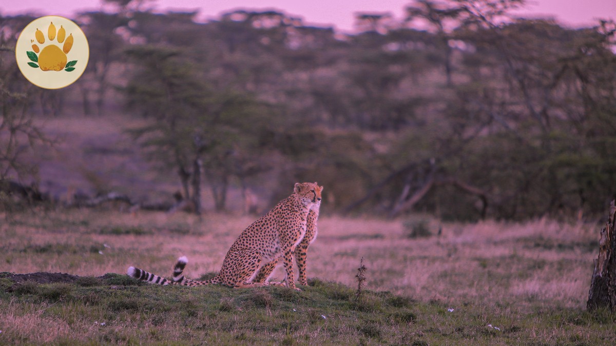 Flying vs Driving to Masai Mara: Which Is Right for You? - photo 2