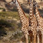 Giraffe Manor Booking Guide: Tips That Actually Work