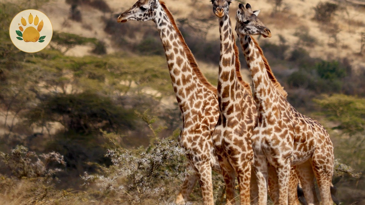 Giraffe Manor Booking Guide: Tips That Actually Work