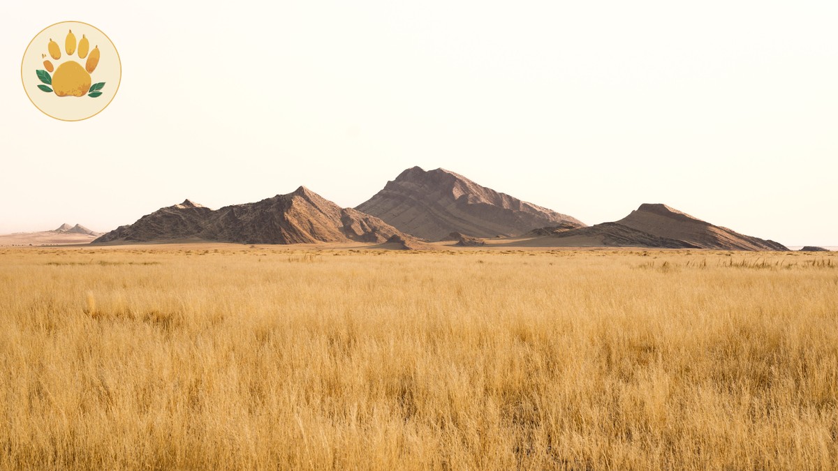 Golden Hour Game Drive Tips for Safari Photos - photo 1