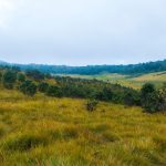 Green Season Safari Photography in Kenya: A Guide