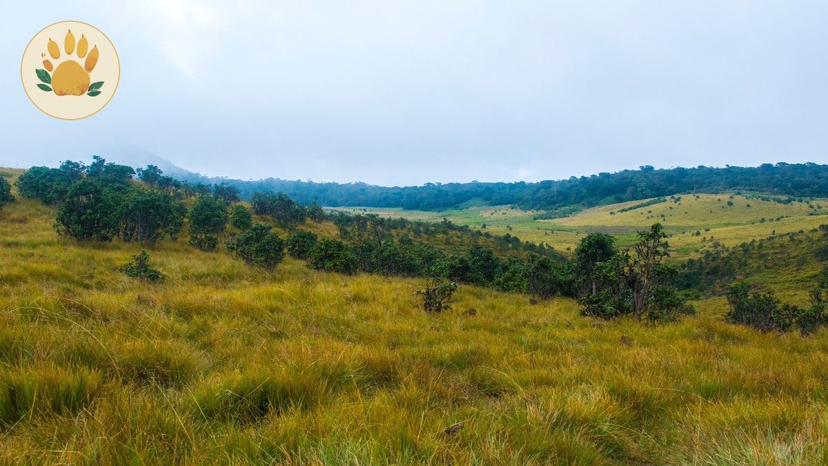 Green Season Safari Photography in Kenya: A Guide