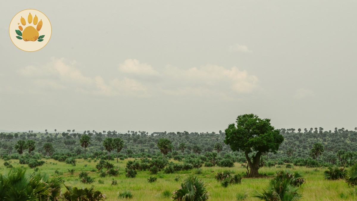 Green Season Safari Photography in Kenya: A Guide - photo 1