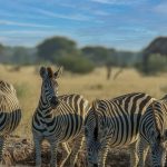 Group-Joining Safaris in Kenya: How They Work