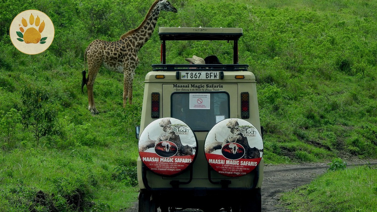 How Much Cash to Bring on a Kenya Safari: Full Guide