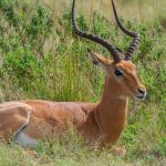 Karura Forest: Nairobi's Waterfalls Hike Guide