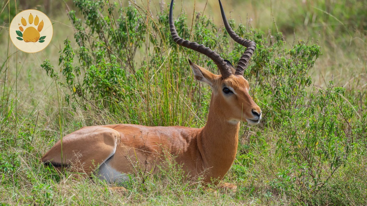 Karura Forest: Nairobi's Waterfalls Hike Guide