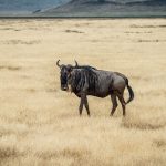 Kenya Safari Backpacking Tips for Saving Money