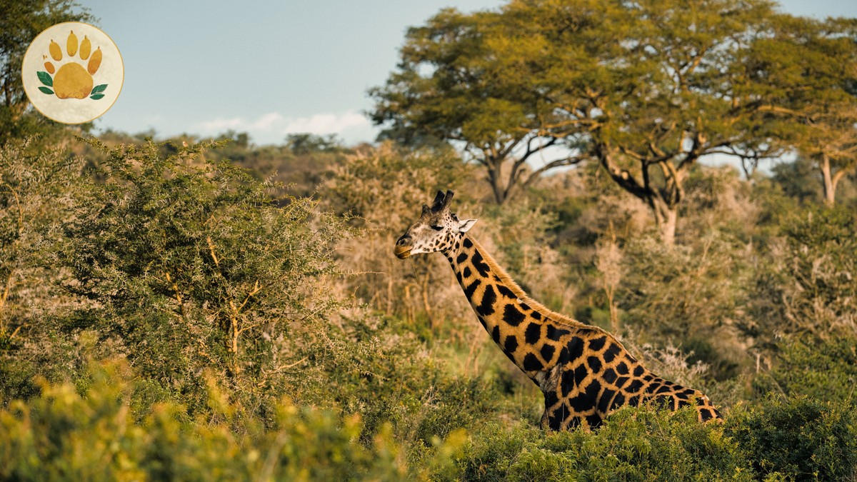 Kenya Safari Backpacking Tips for Saving Money - photo 1