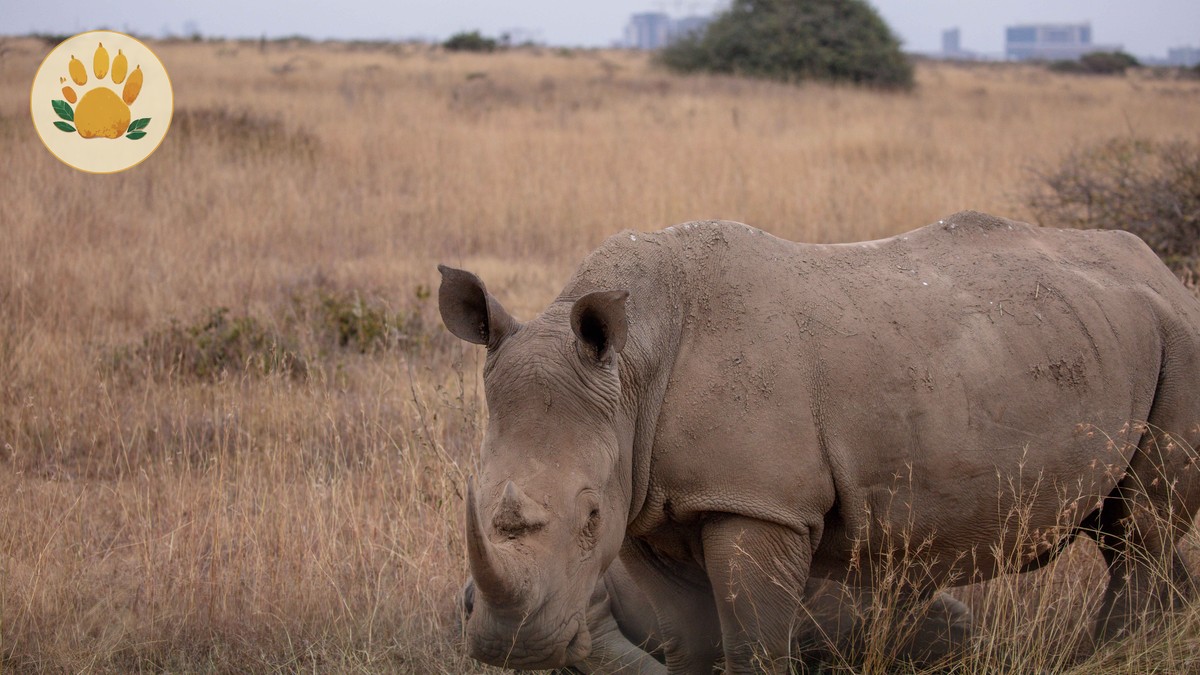 Kenya Safari Backpacking Tips for Saving Money - photo 2