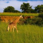 Kenya Safari Green Season Deals: April-May Guide