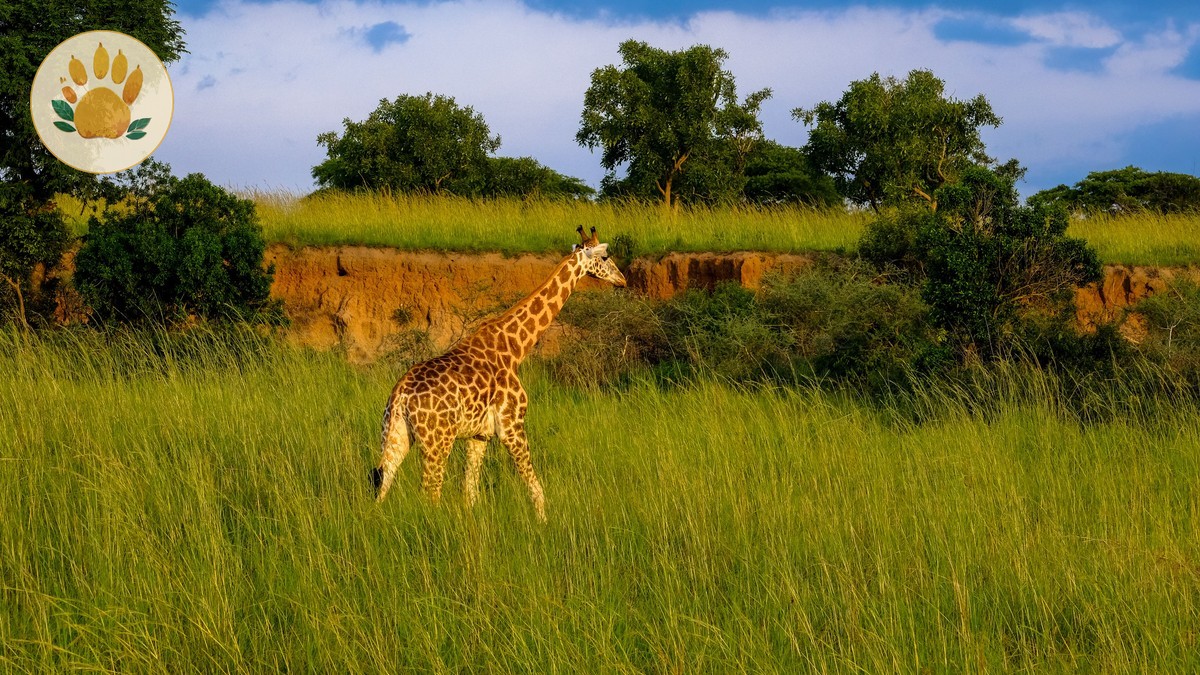 Kenya Safari Green Season Deals: April-May Guide