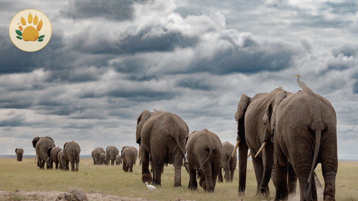 Kenya Safari Green Season Deals: April-May Guide - photo 2