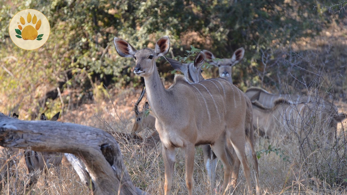 Kenya Safari November Short Rains: Is It Worth It?