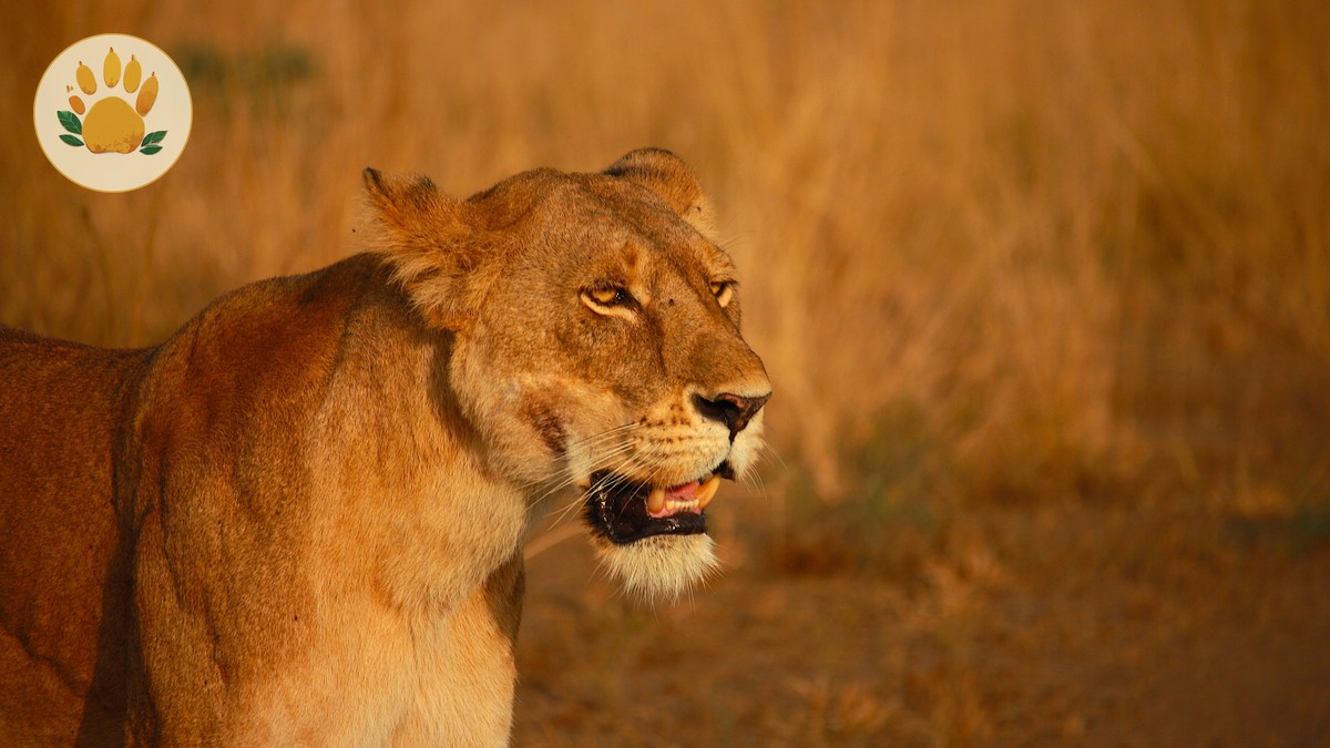 Kenya Safari November Short Rains: Is It Worth It? - photo 1