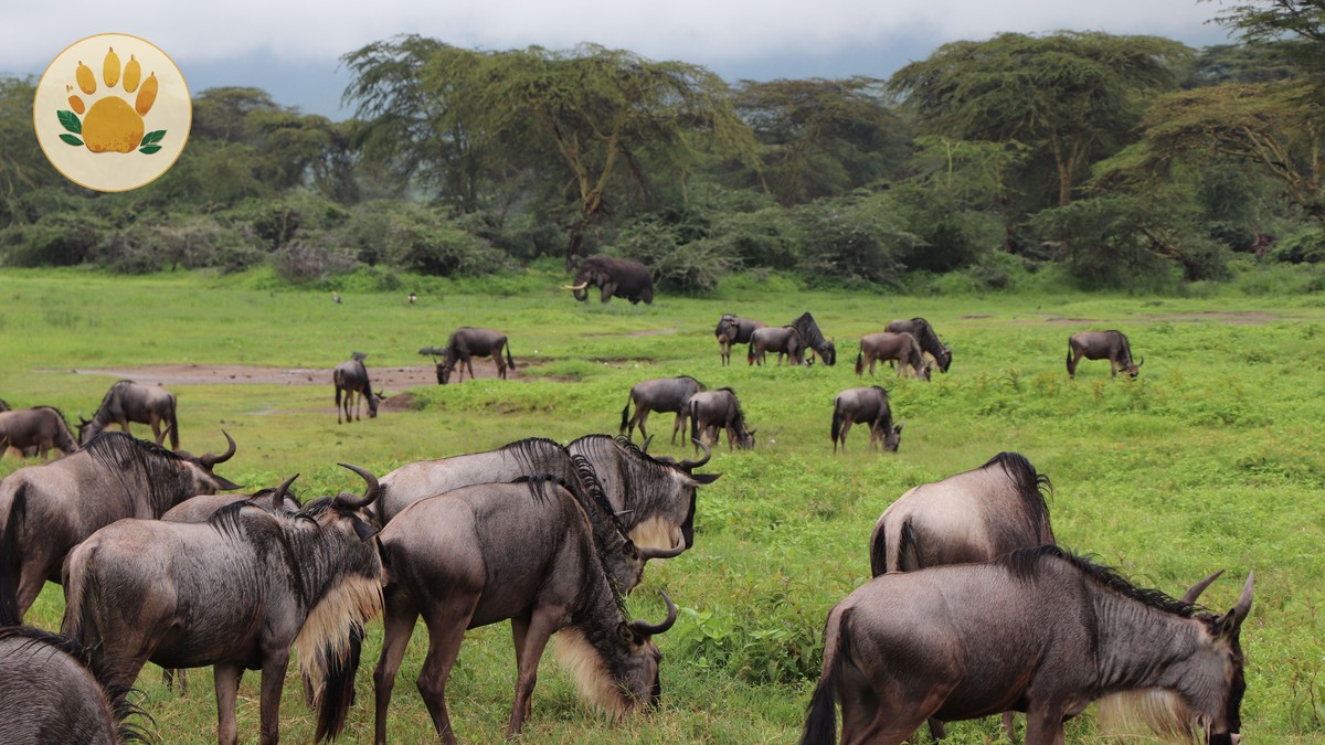 Kenya Safari November Short Rains: Is It Worth It? - photo 2