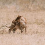 Kenya Safari Packing List: What First-Timers Really Need