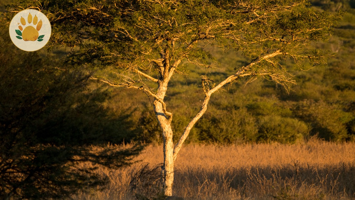 Kenya Safari Planning Timeline Checklist: What to Book - photo 1