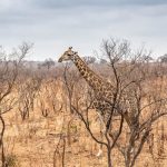 Kenya Safari Tipping Guide: Who, When, How Much