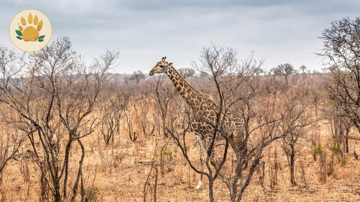 Kenya Safari Tipping Guide: Who, When, How Much