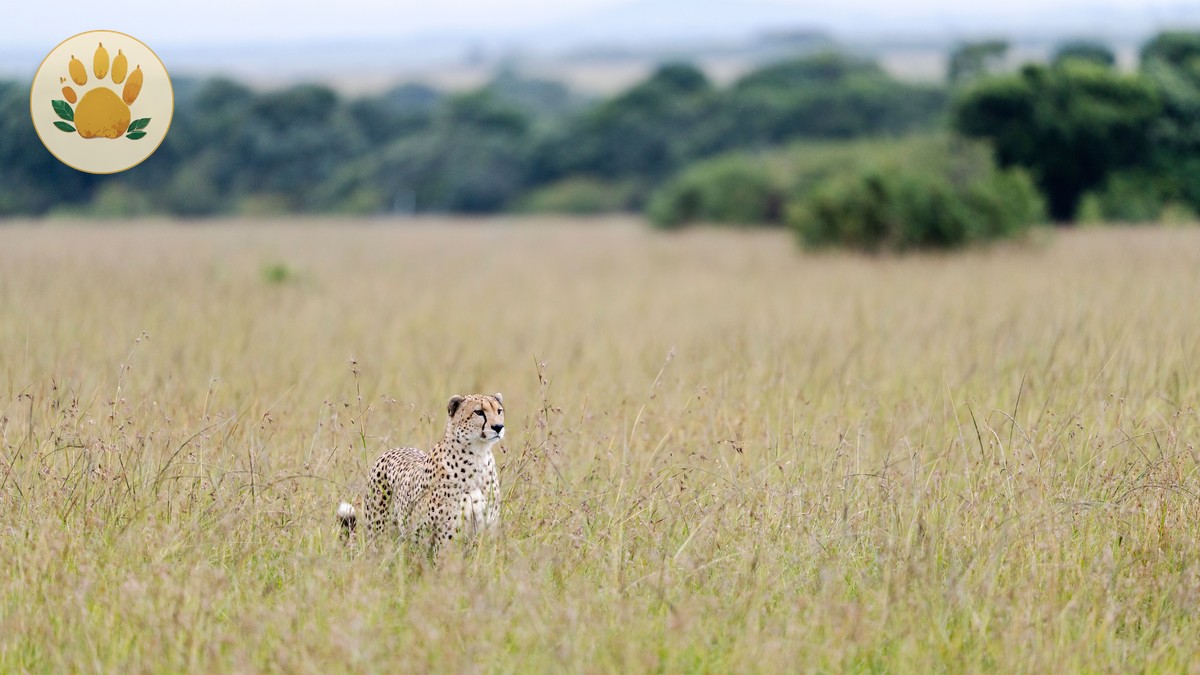 Kenya Safari Tipping Guide: Who, When, How Much - photo 2