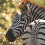 Kenya Safari Travel Insurance Guide: Coverage You Need