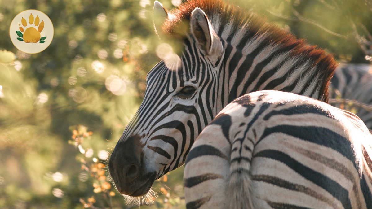 Kenya Safari Travel Insurance Guide: Coverage You Need